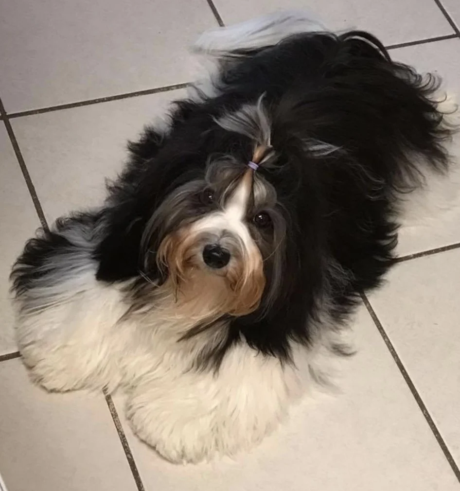 Havanese AKC Puppies Near Me