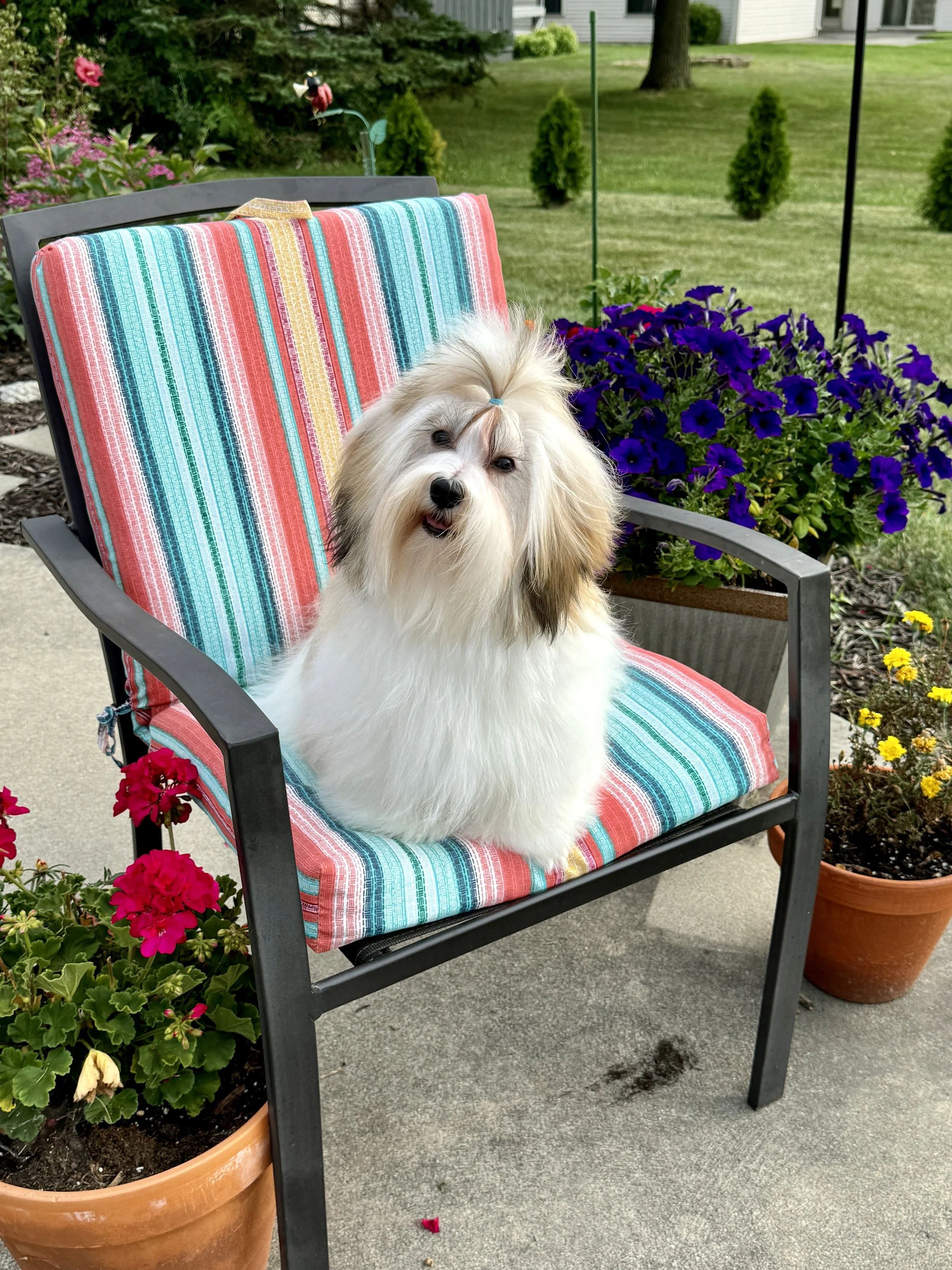 AKC Havanese Grand Champion