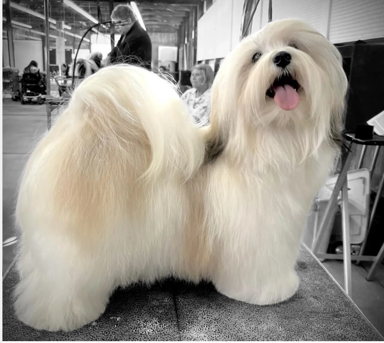 Havanese AKC Breeder Ohio