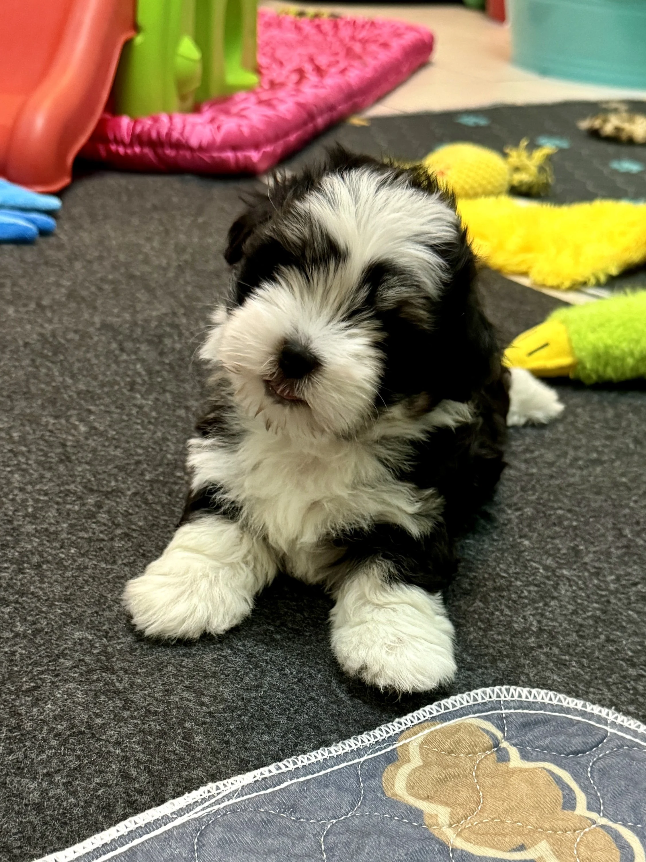 AKC Havanese Grand Champion