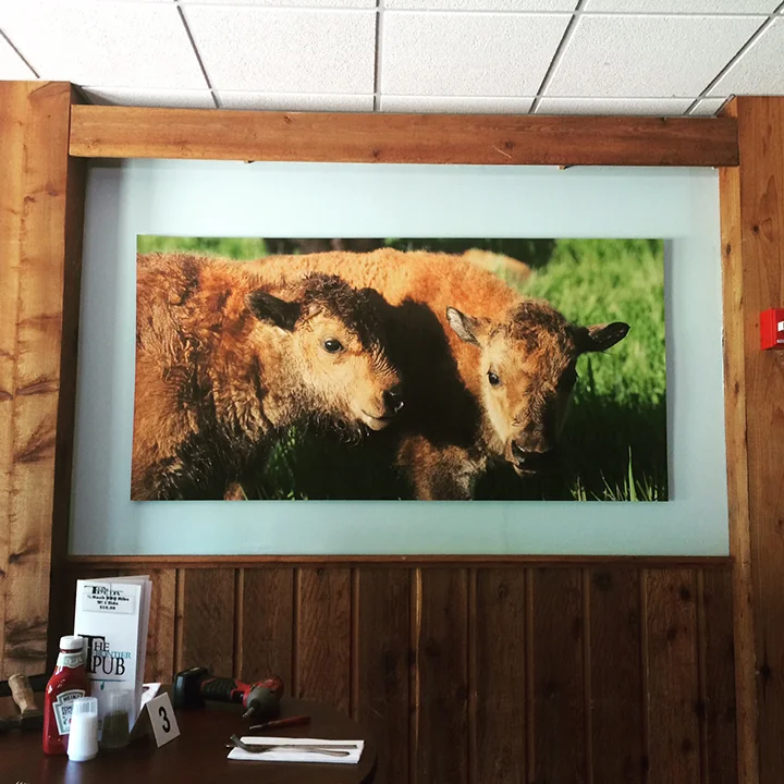Bison calves image (+ light blue painted wall to enhance imagery) 