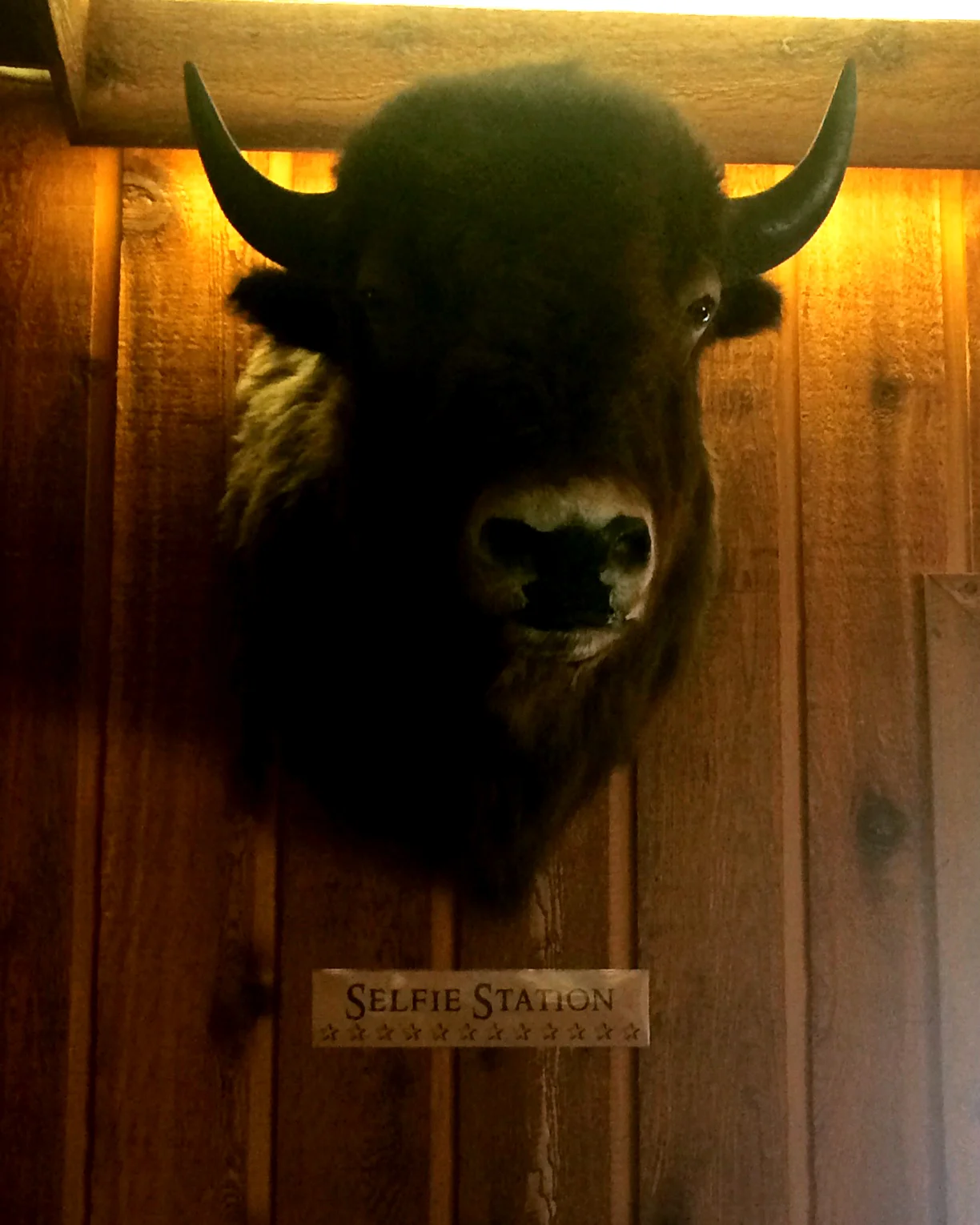 Actual bison head as center piece to the "Selfie Station"