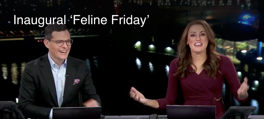 Lauren and Dan are thrilled about the new cat segment!