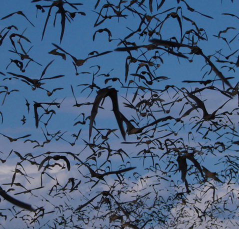 (photo: The Nature Conservancy)