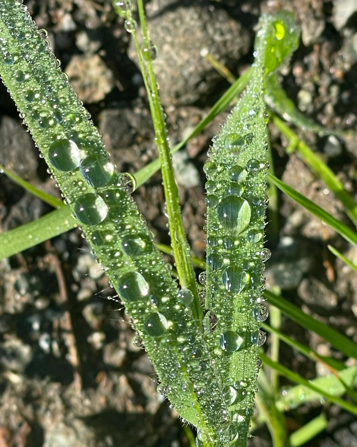 Creating new while simultaneously grieving my former creative partnership is bringing up a wild ride of sensations. Where we start can be so different from where we end. Trusting the process… trusting timing. Slowing it down. Trying to slow it