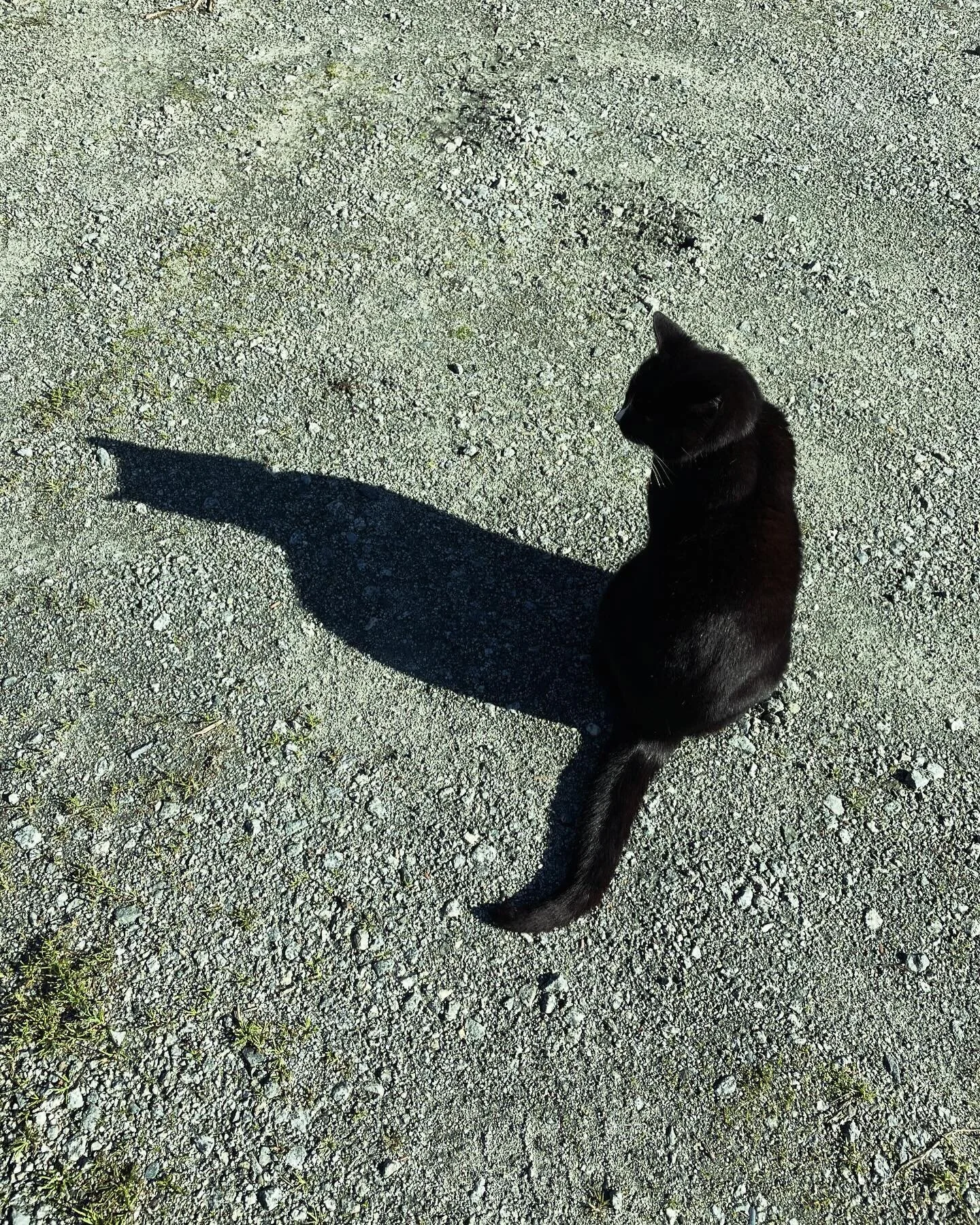 First community call with @theinfinitycontainer - something that was explored, accessing connection to something even after it has left us. Feeling presence after something has gone, after the let go. Accessing the interstitial, the dragon energy in