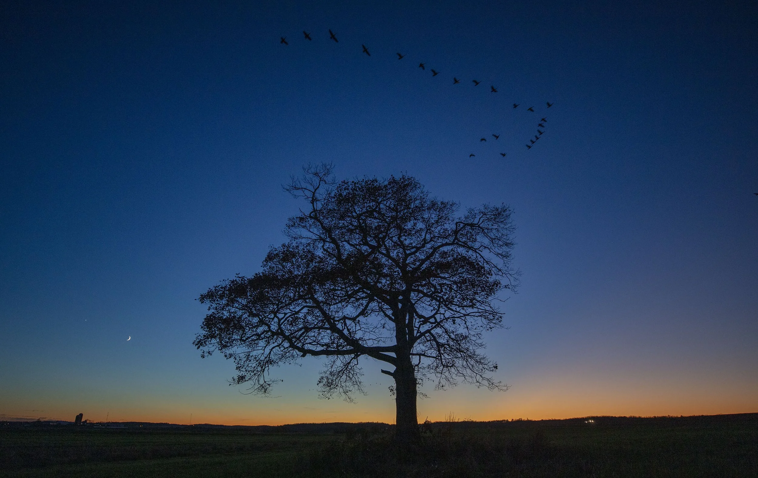 tree12 by 19_03A9628.jpg