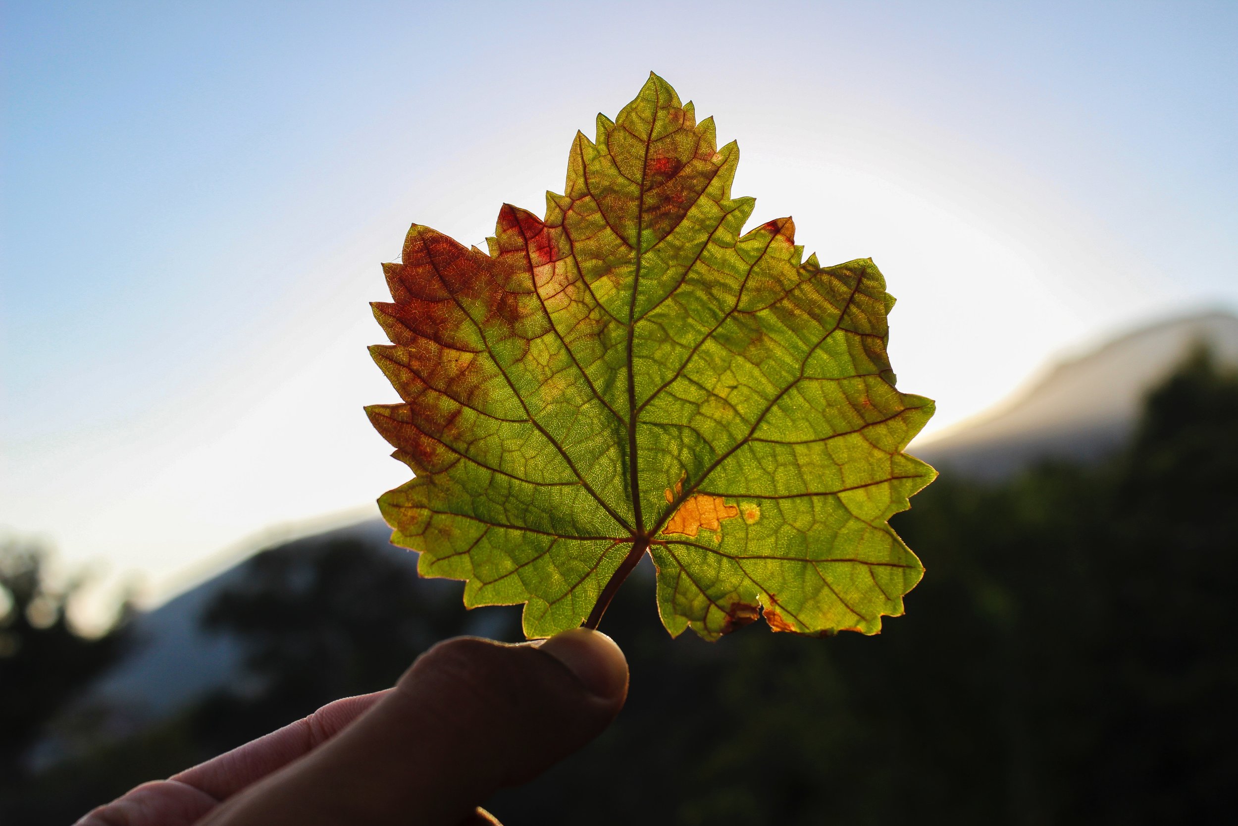 Lesson From A Leaf