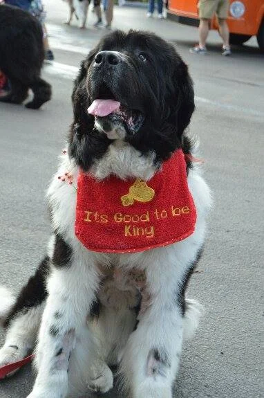 Good to be King.jpg