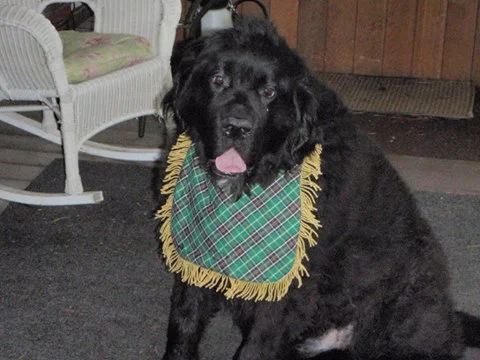 Newfoundland plaid bib.jpg