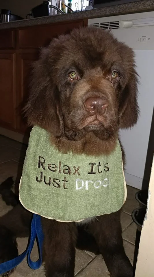 Relax It is Just Drool.jpg