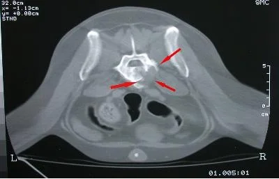 AnimalCancerComputedCTScan.jpg