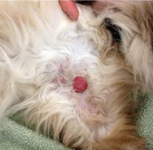 what is the life expectancy of a dog with a mast cell tumor