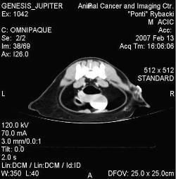 A CT scan from a cat diagnosed with a vaccine associated sarcoma. This patient presented to ACIC after an attempted curative surgery. Radiation was pursued. 