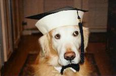 Popeye on his graduation day at the end of radiation therapy!