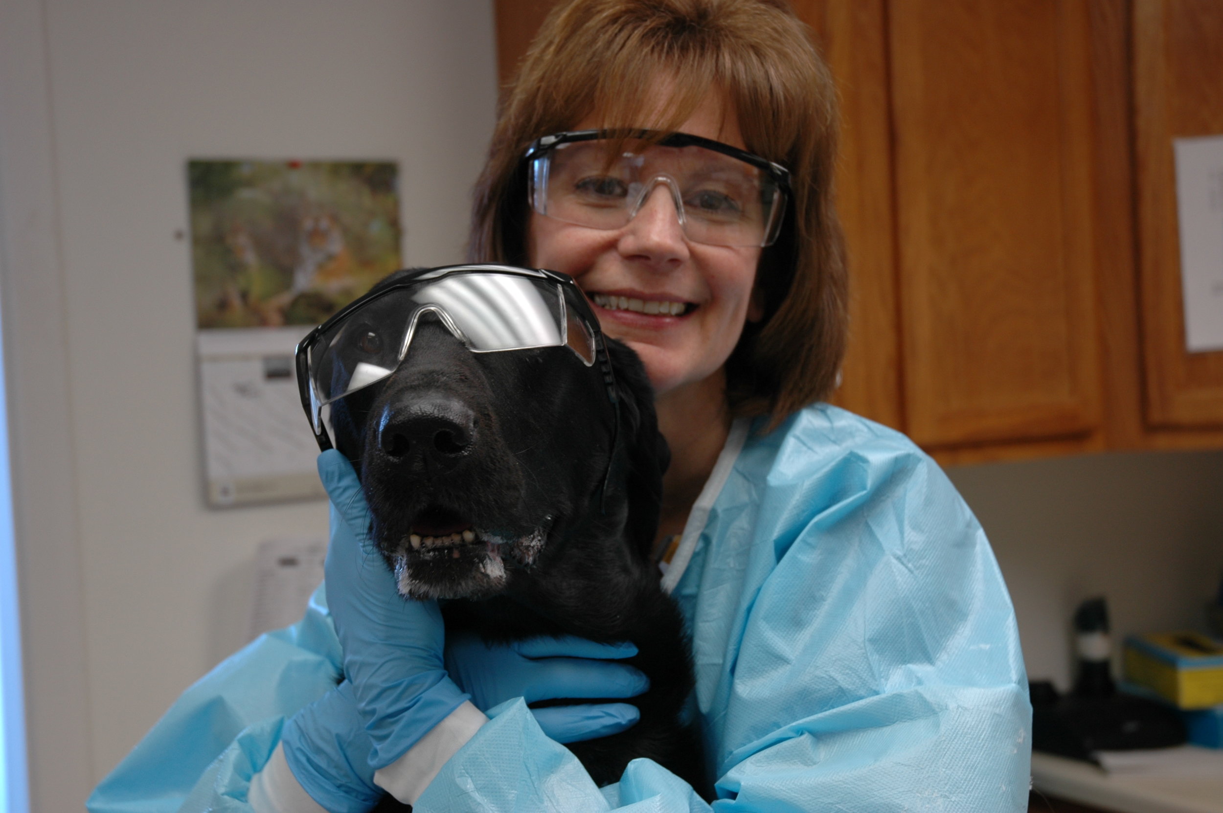 Chemotherapy safety for our patients, staff, and pet owners is extremely important! Special care is taken in chemotherapy administration at ACIC and pet owners are also counseled carefully on the handling of their pets waste after chemotherapy administration.