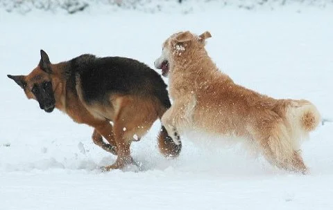 Poet, the Golden Retriever on the right, is enjoying romping in the snow after undergoing surgery and radiation therapy for a soft tissue sarcoma. 