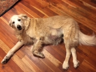 We received this great picture on March 6, 2017 of "Flyer" Sadlier, a 14 year old Golden Retriever that underwent radiation therapy 6 years ago for an incompletely excised soft tissue sarcoma...he is still enjoying life to the fullest!!!