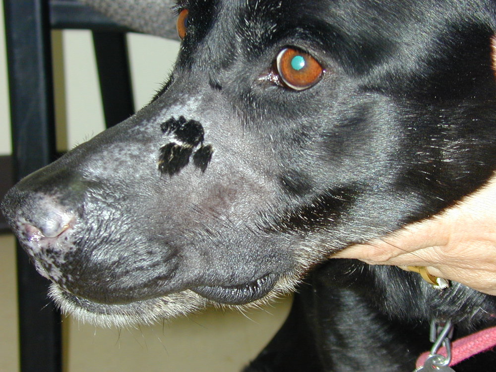 Radiation Therapy — Animal Cancer and Imaging Center Radiation Therapy — Animal Cancer and Imaging Center