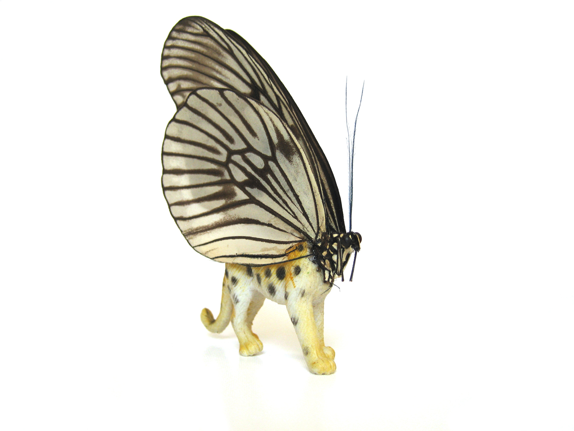 Leopardfly