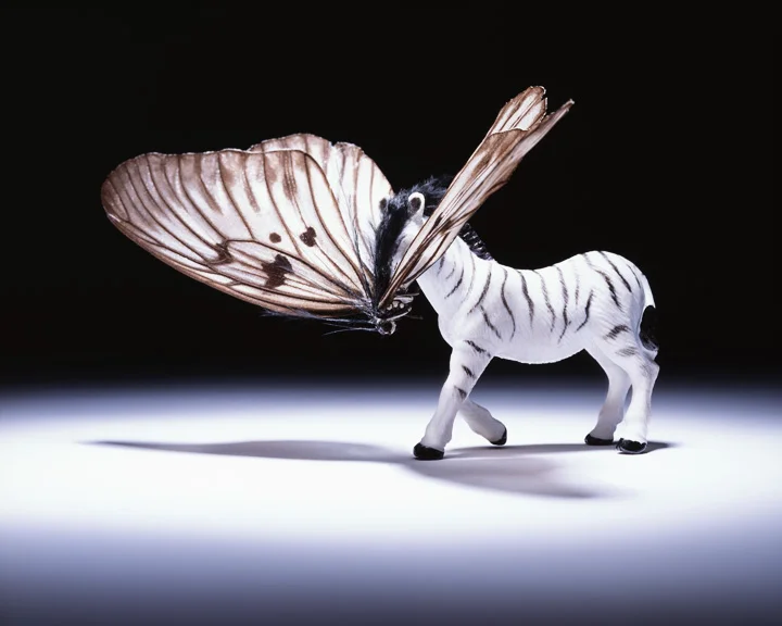 Zebrafly