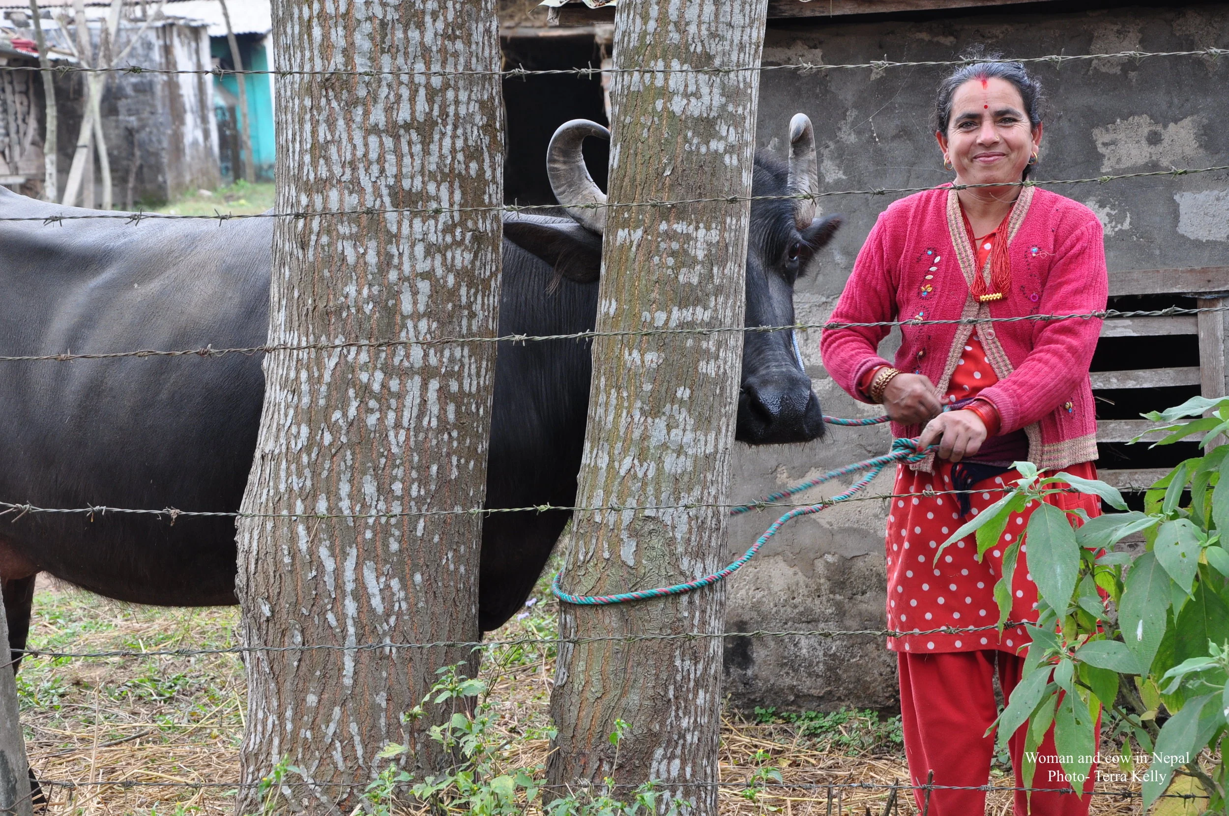 Women and cow in Nepal - Photo Terra Kelly