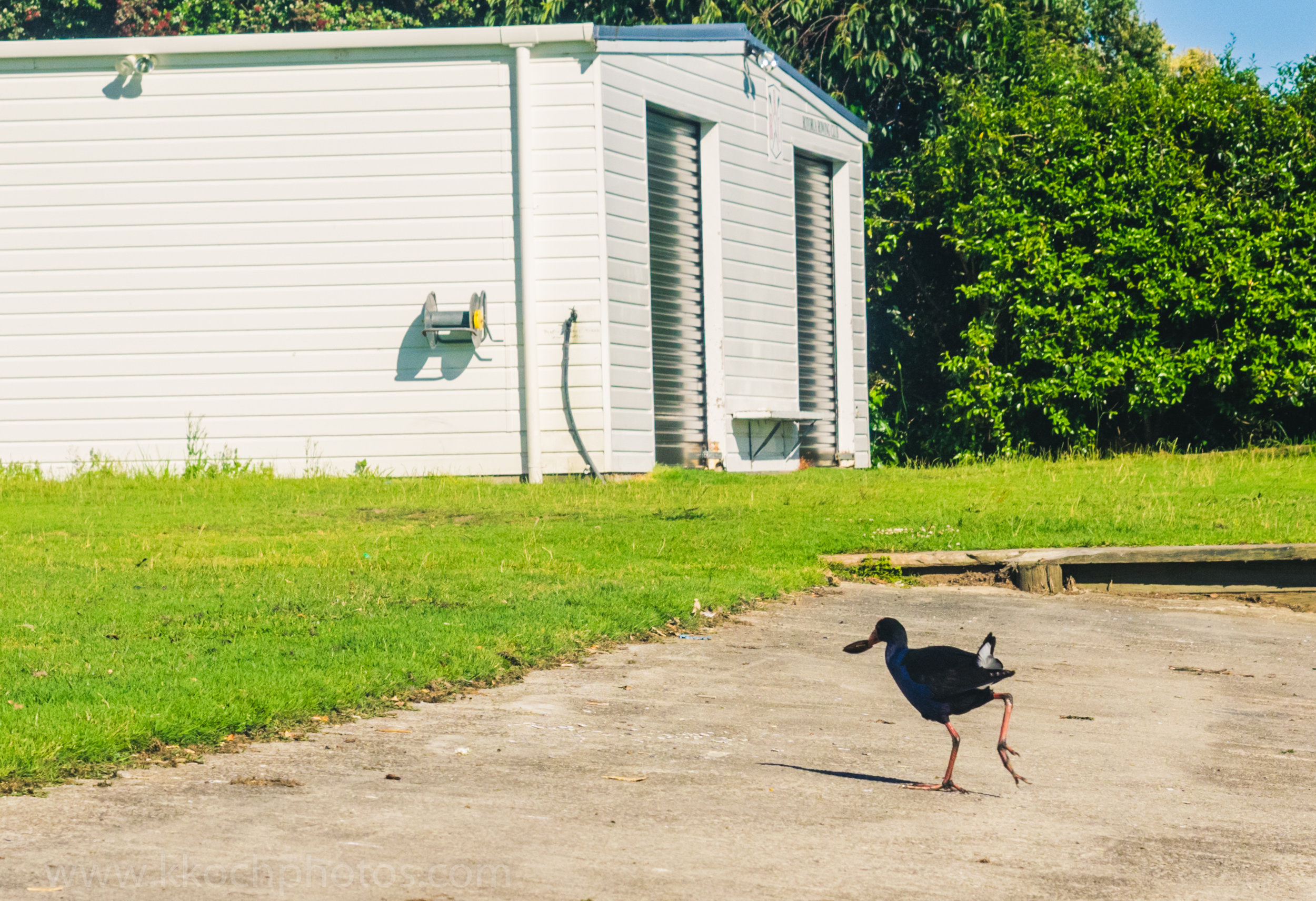 Pekeko with a clam