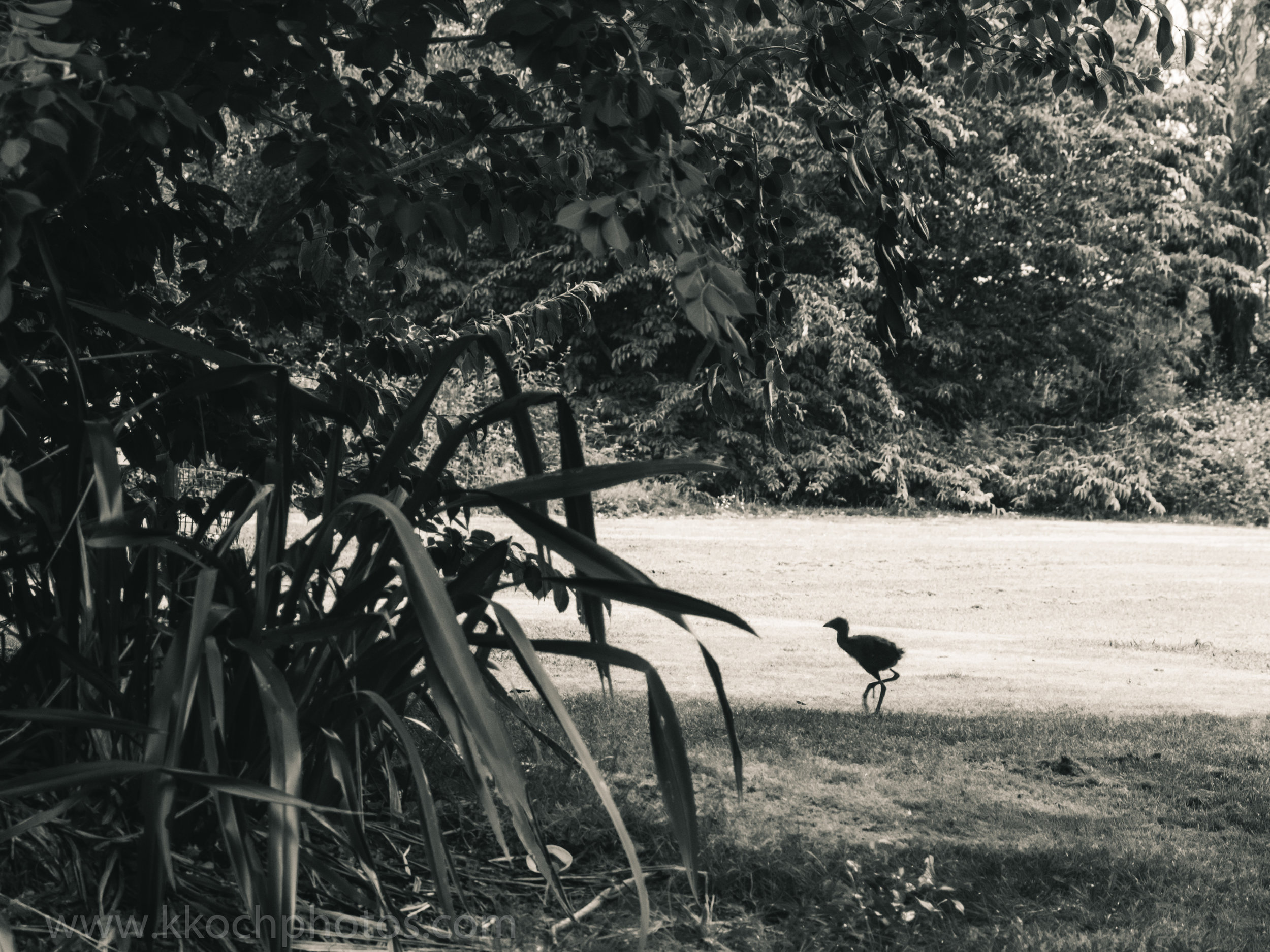 Baby Pukeko or alien?