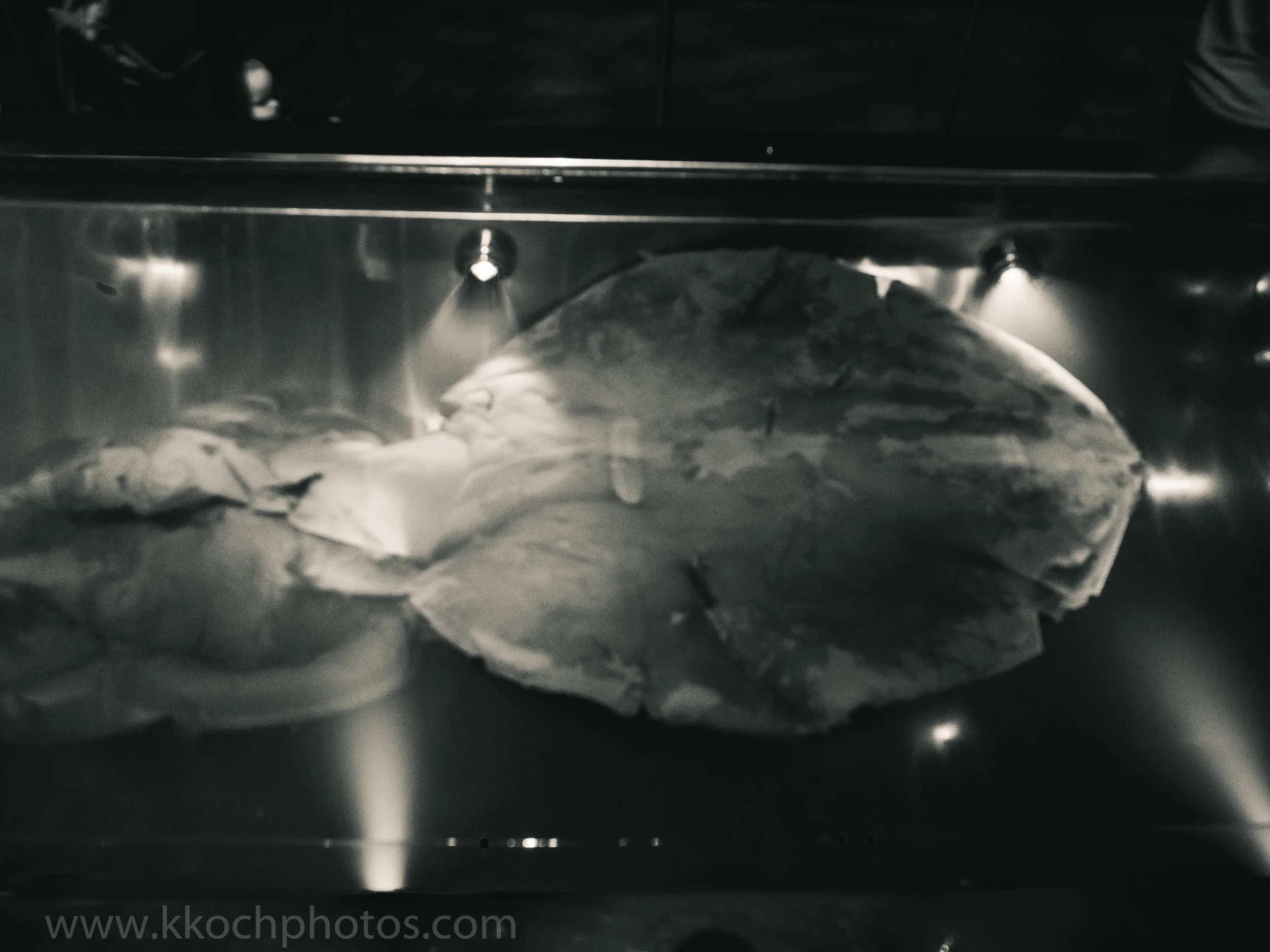 World's largest Giant Squid on display