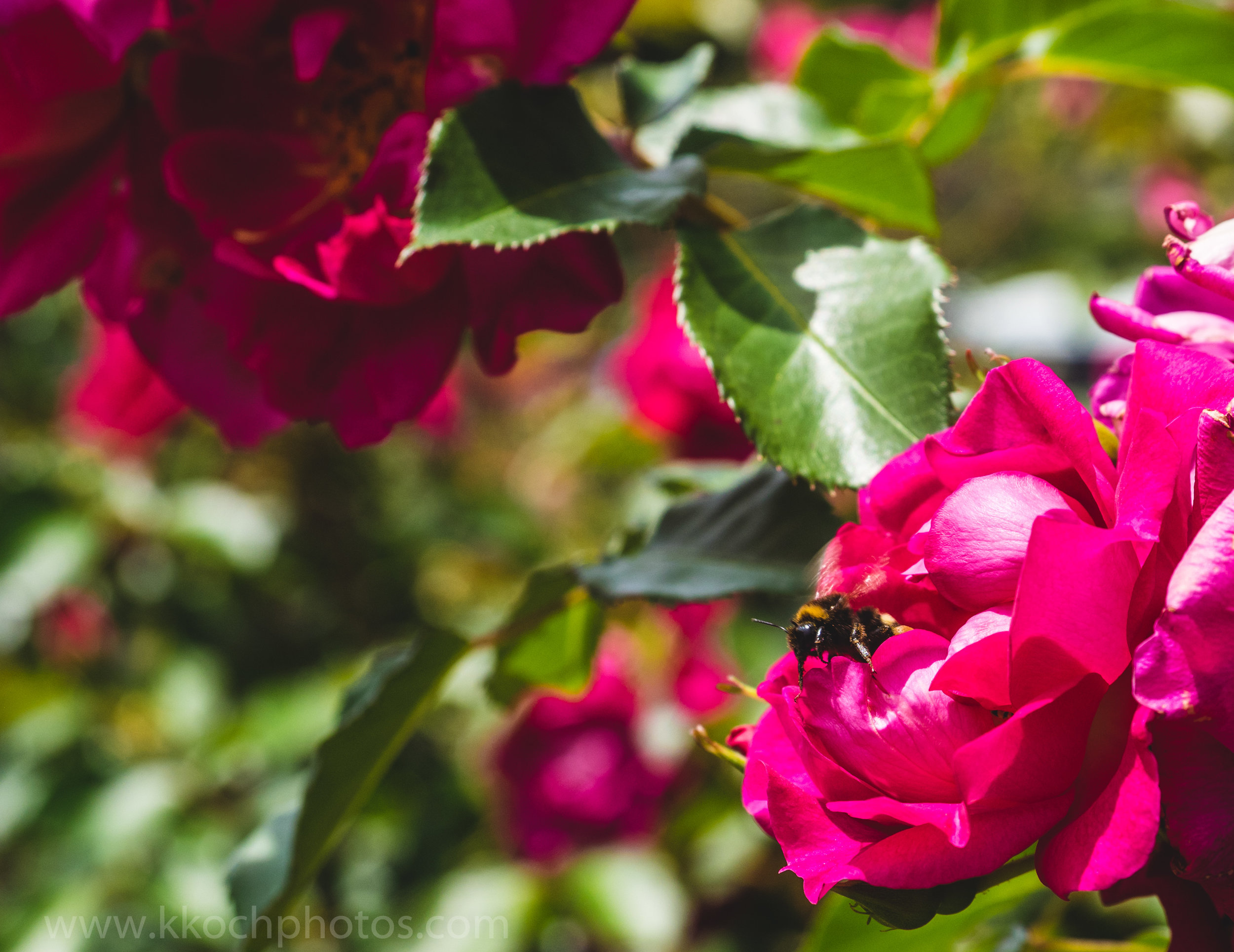 PC150657.jpg