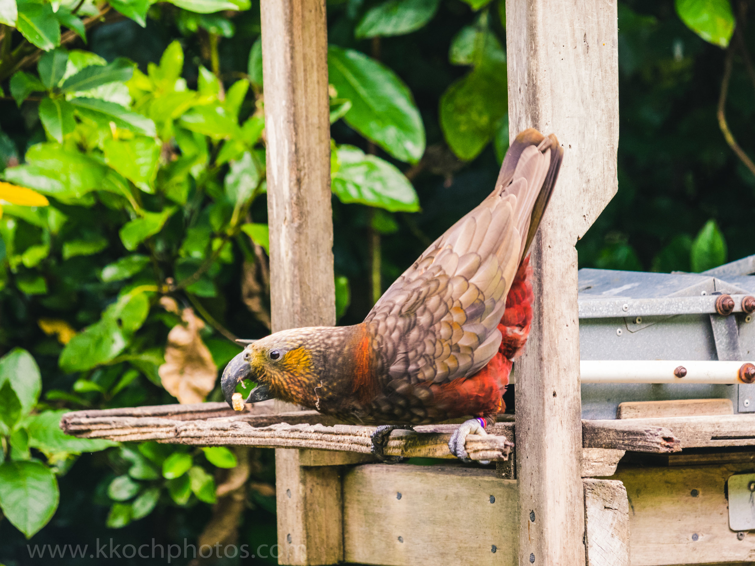wild Kaka Parrot