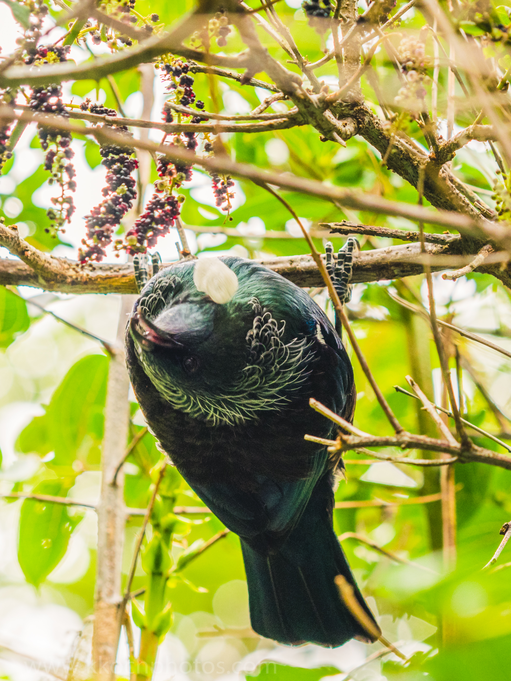 Tui - has 2 voiceboxes and has a very distinct and unique call