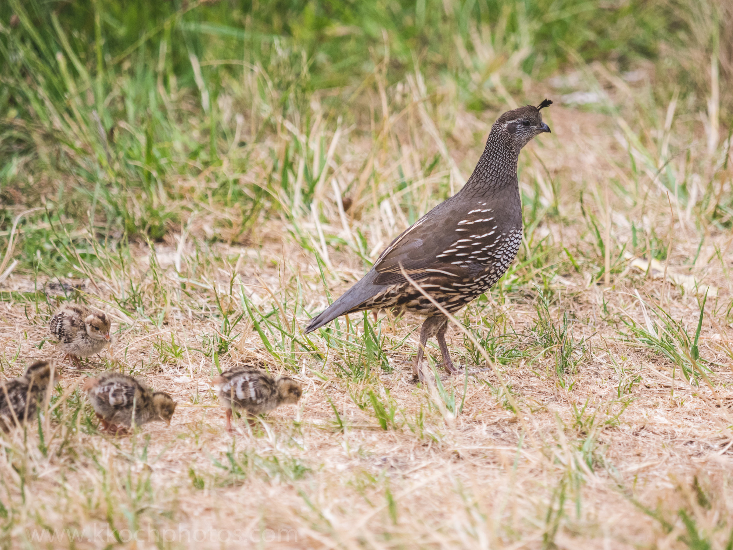 female quail and her chicks