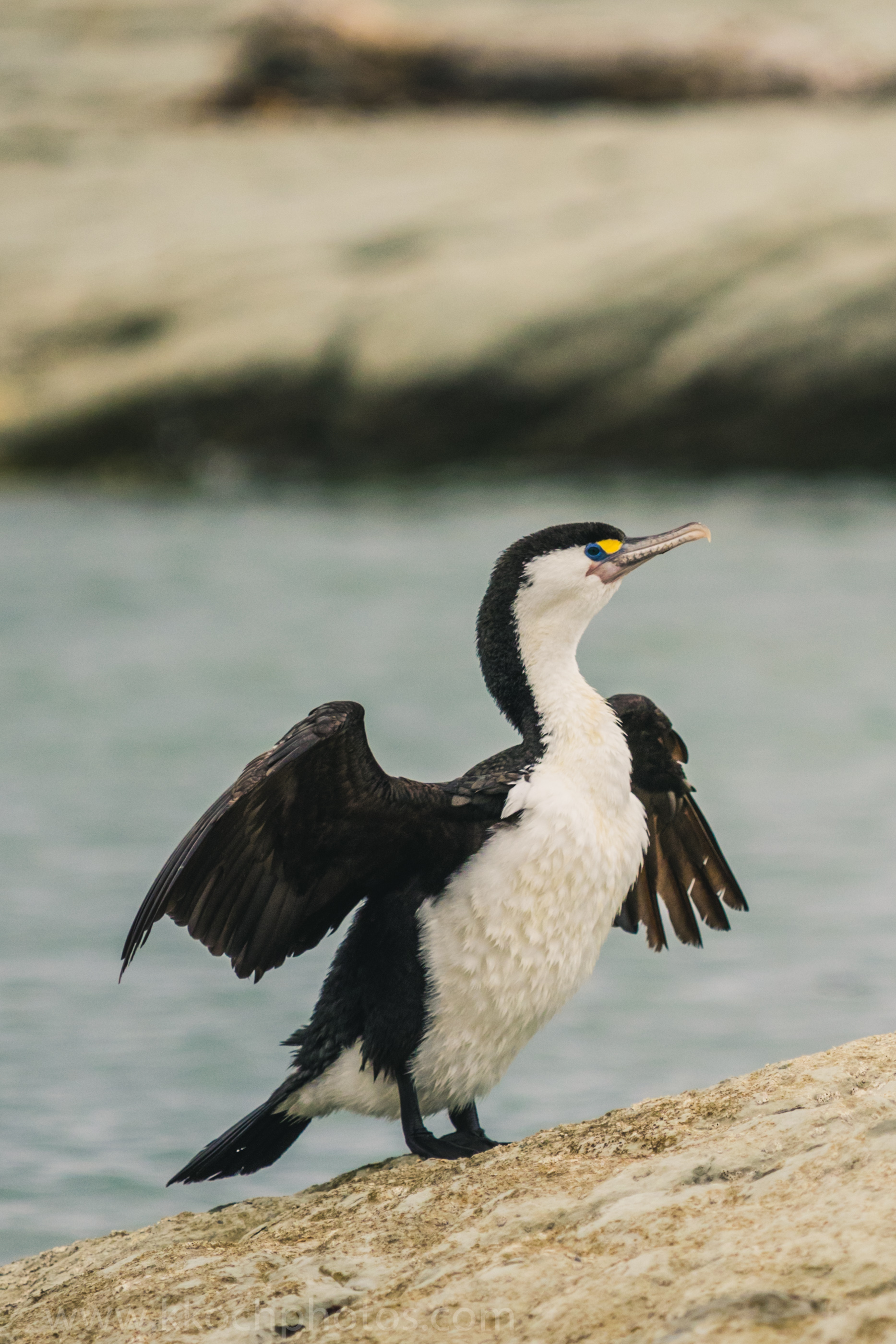 Pied Shag Bird