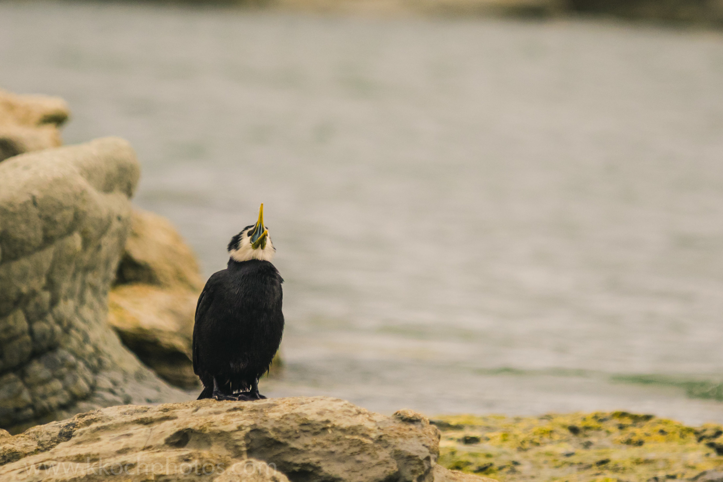baby Pied Shag Bird