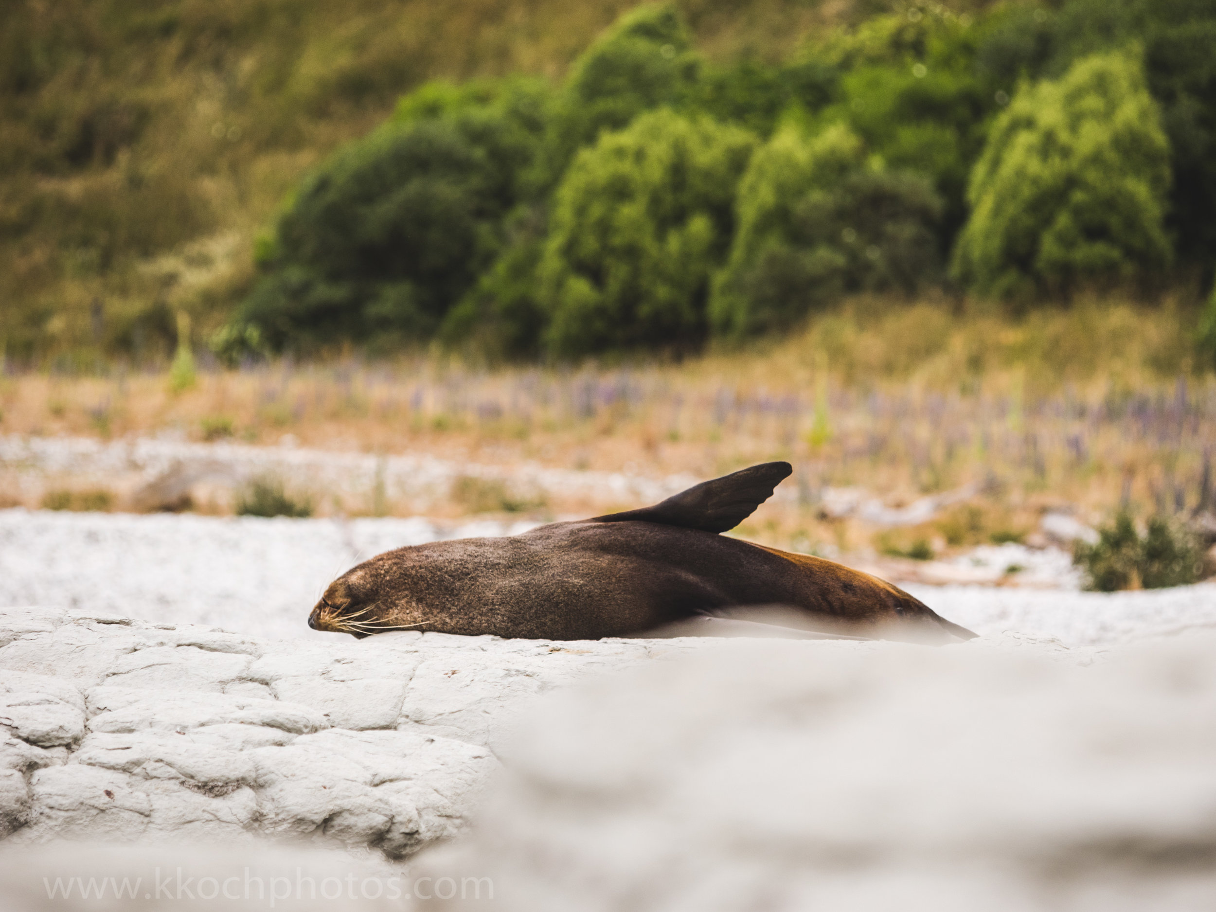 Laziest fur seal ever