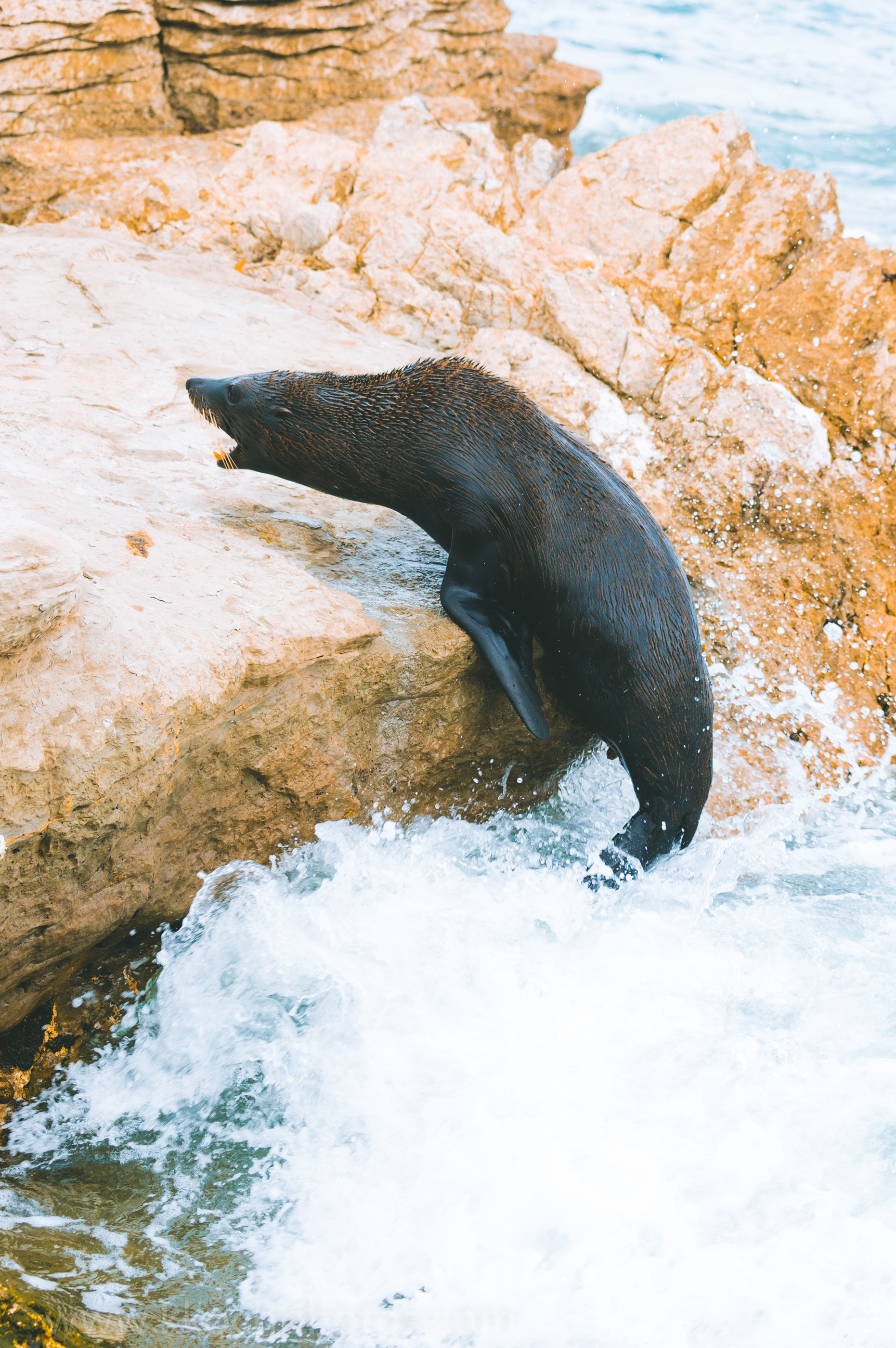 after losing battle, this fur seal falls into the water