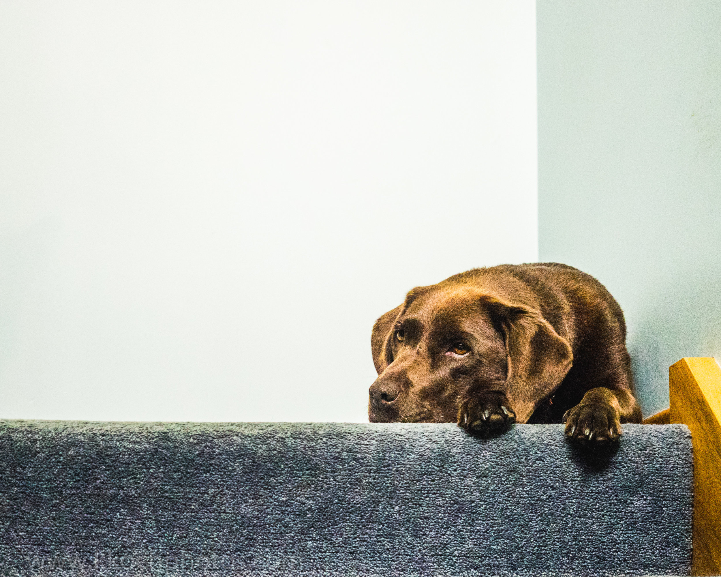 the sweetest doggo at the airbnb <3