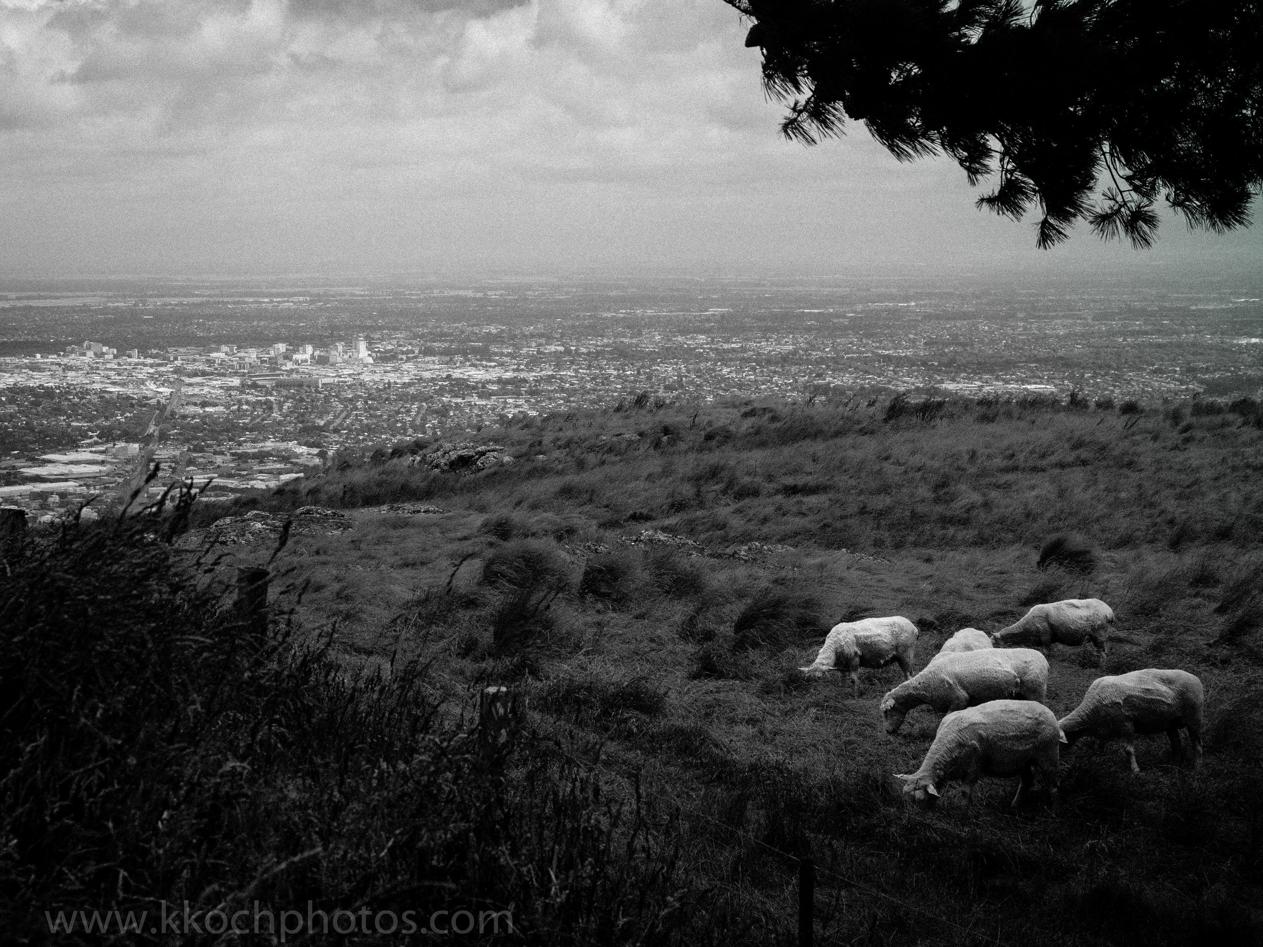 sheep grazing with christchurch in the background