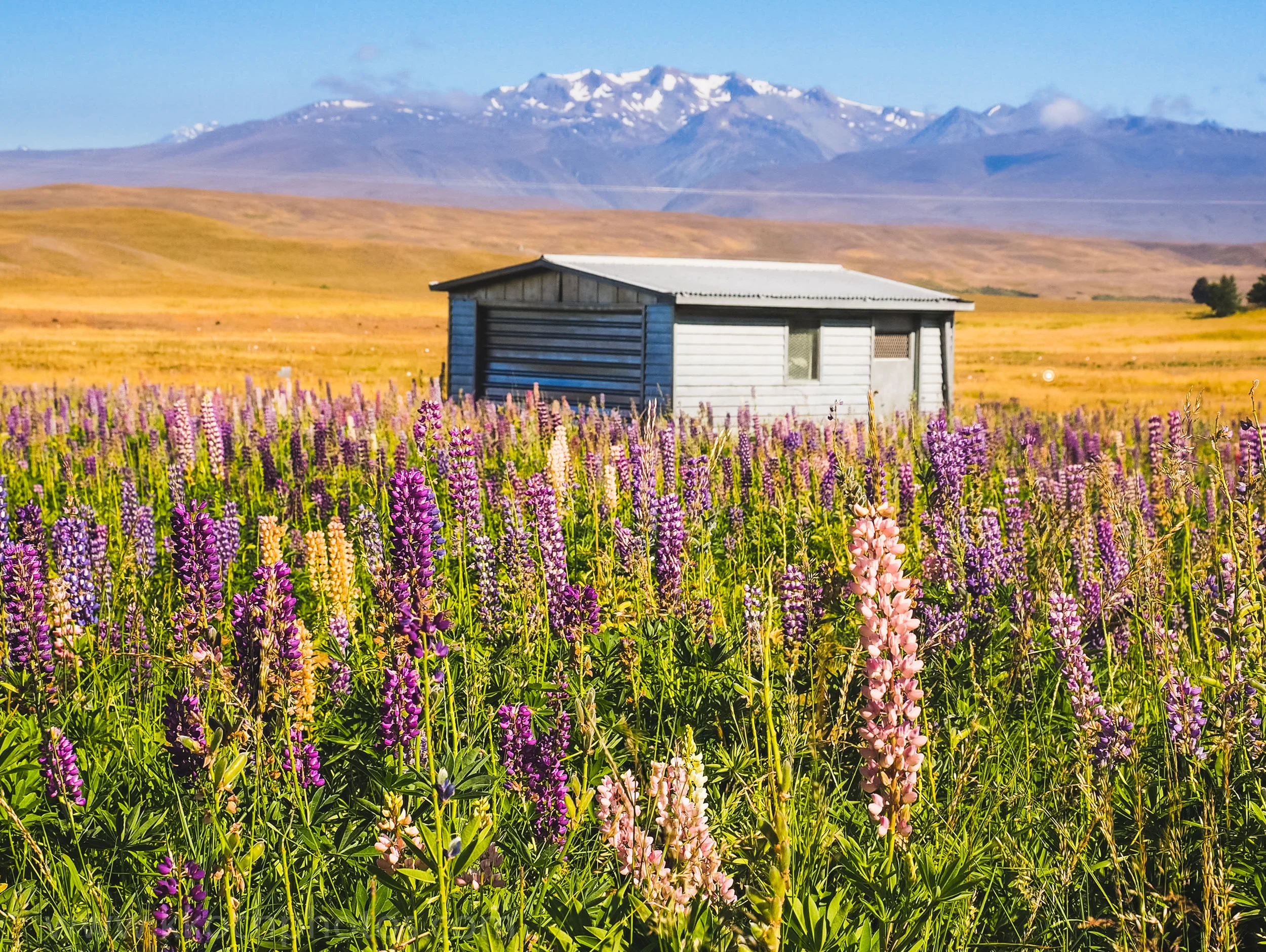 Lupine fields near Tekapo