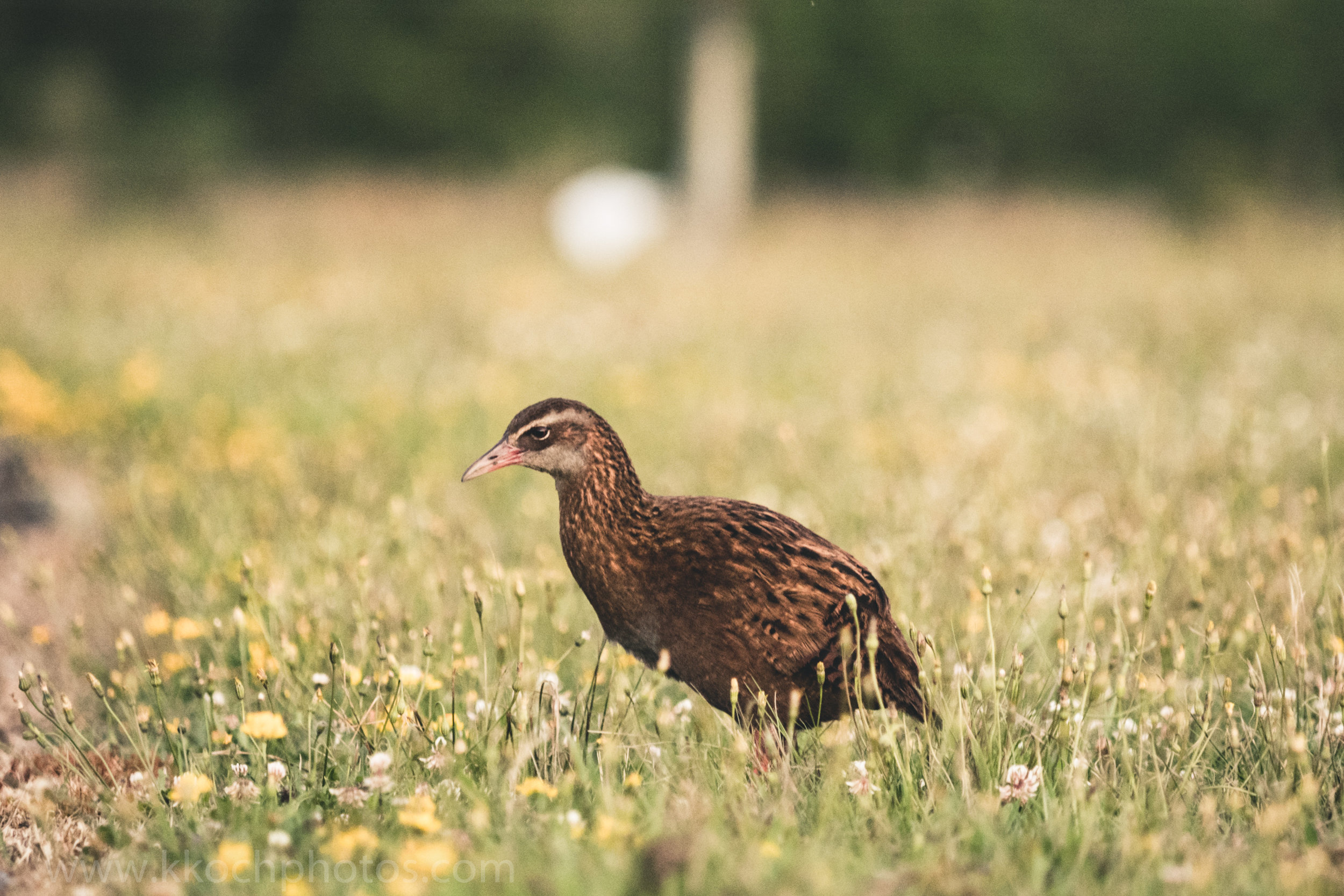 weka