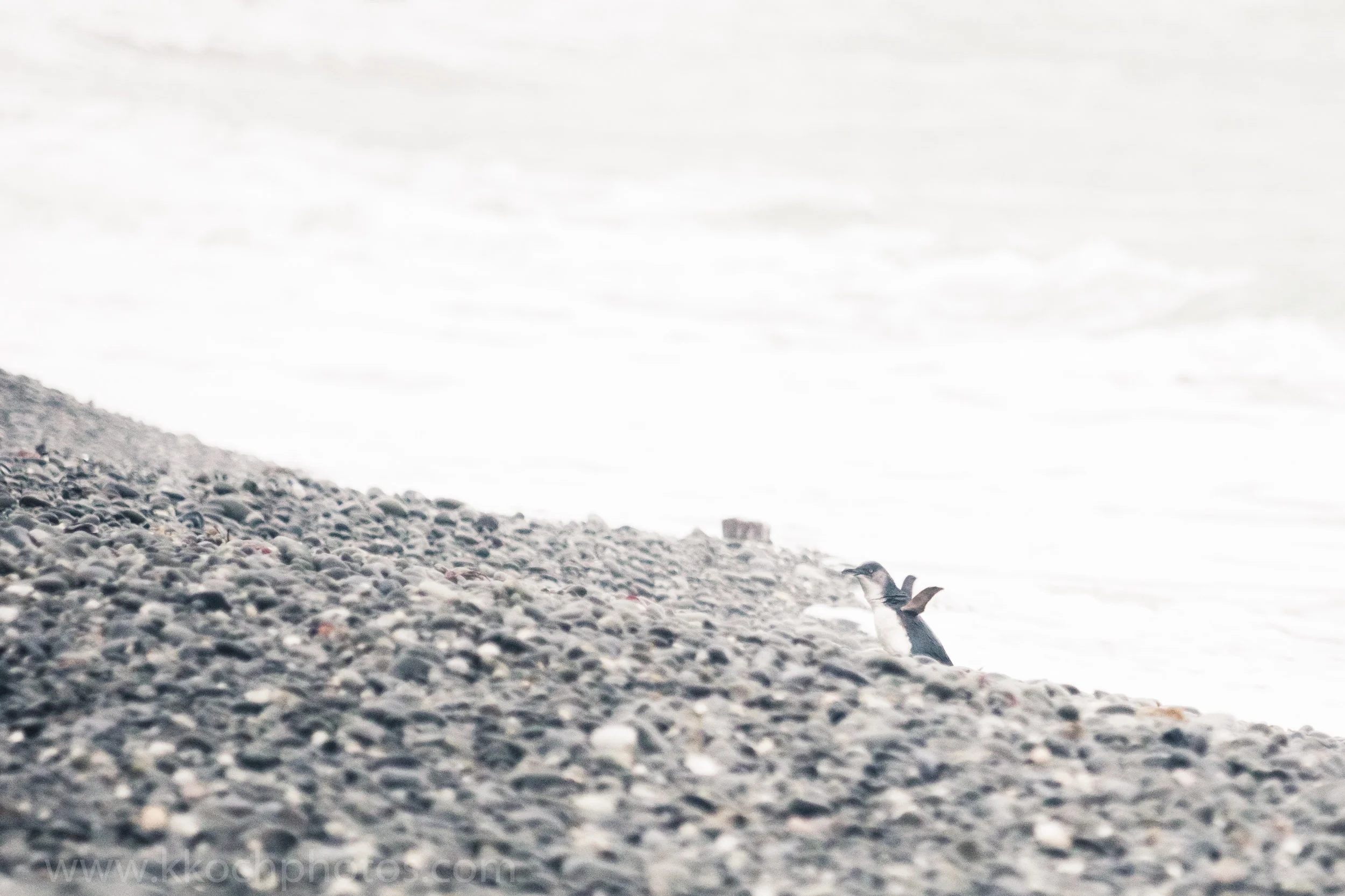 put your flippers in the air if you've seen a penguin in the wild!