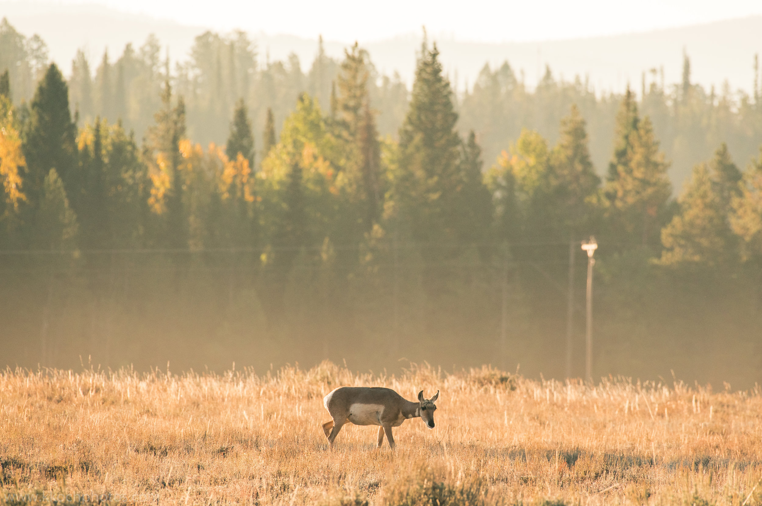 Pronghorn