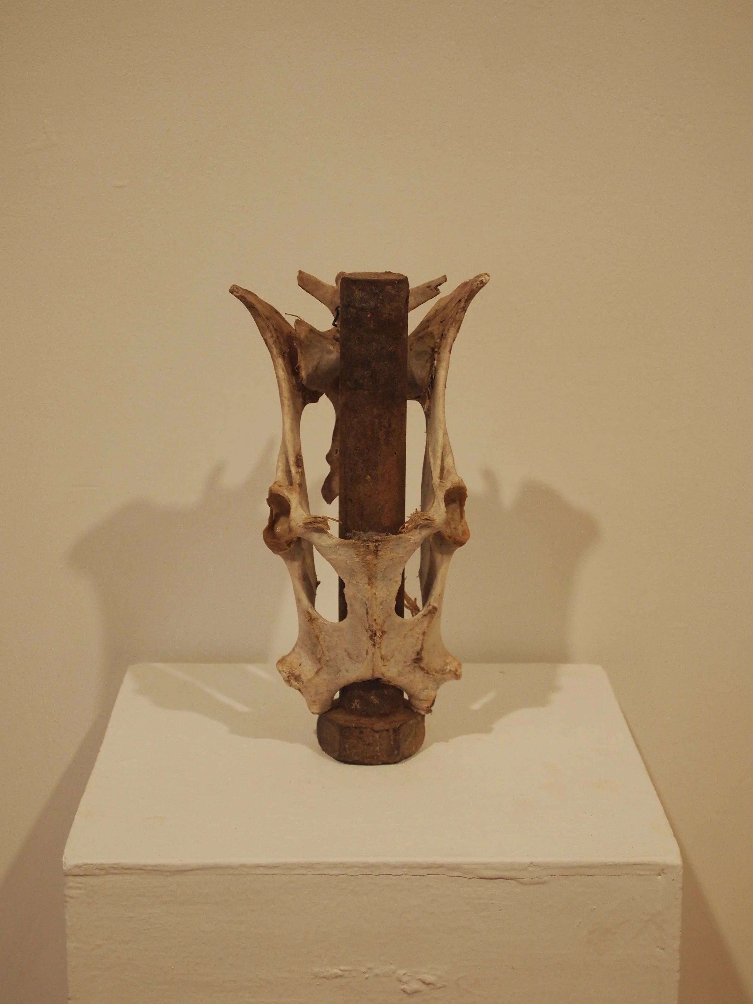  Found pelvis and iron rod 