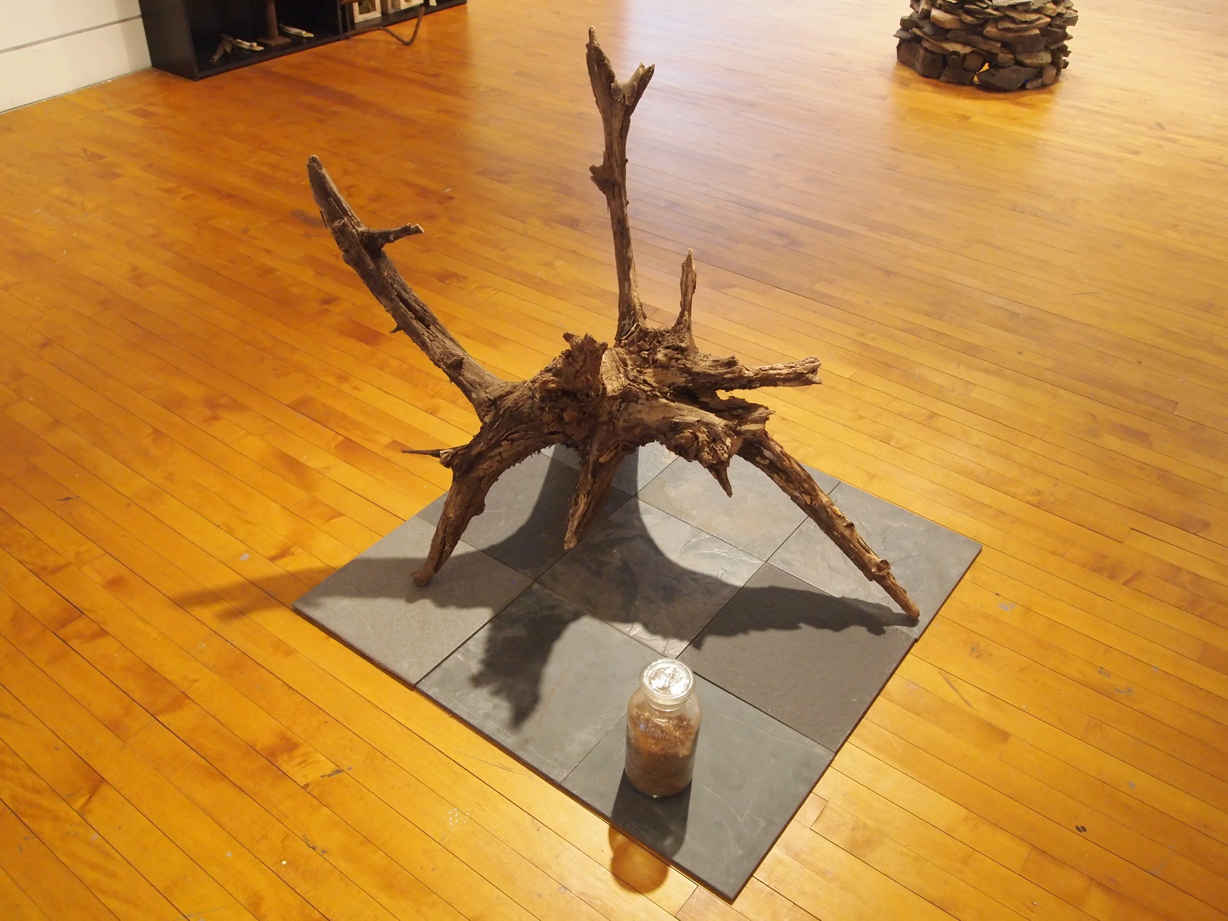  Tree root, shaved until smooth at neck, shavings kept in jar 