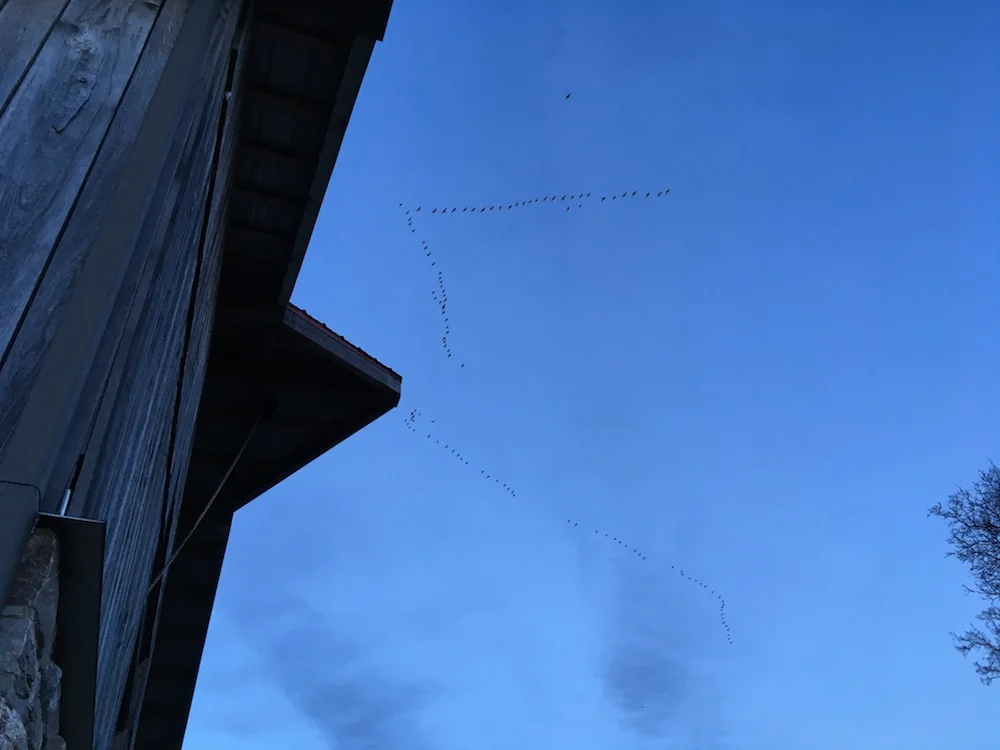 Birds Flying Century Home Renos