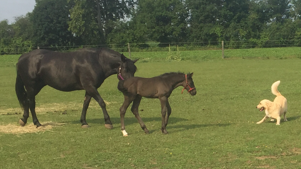 CHR Baby Horse Learning to Fend Off Predators CHR