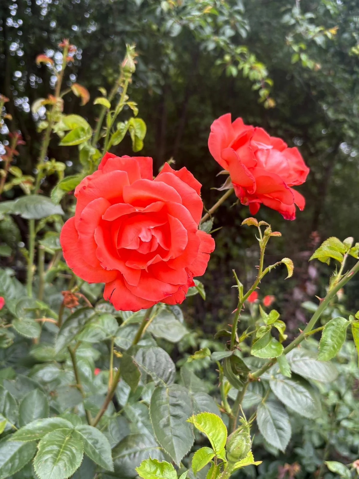 7918ea0c-21e5-4751-8ce9-4f92edb57063.jpeg