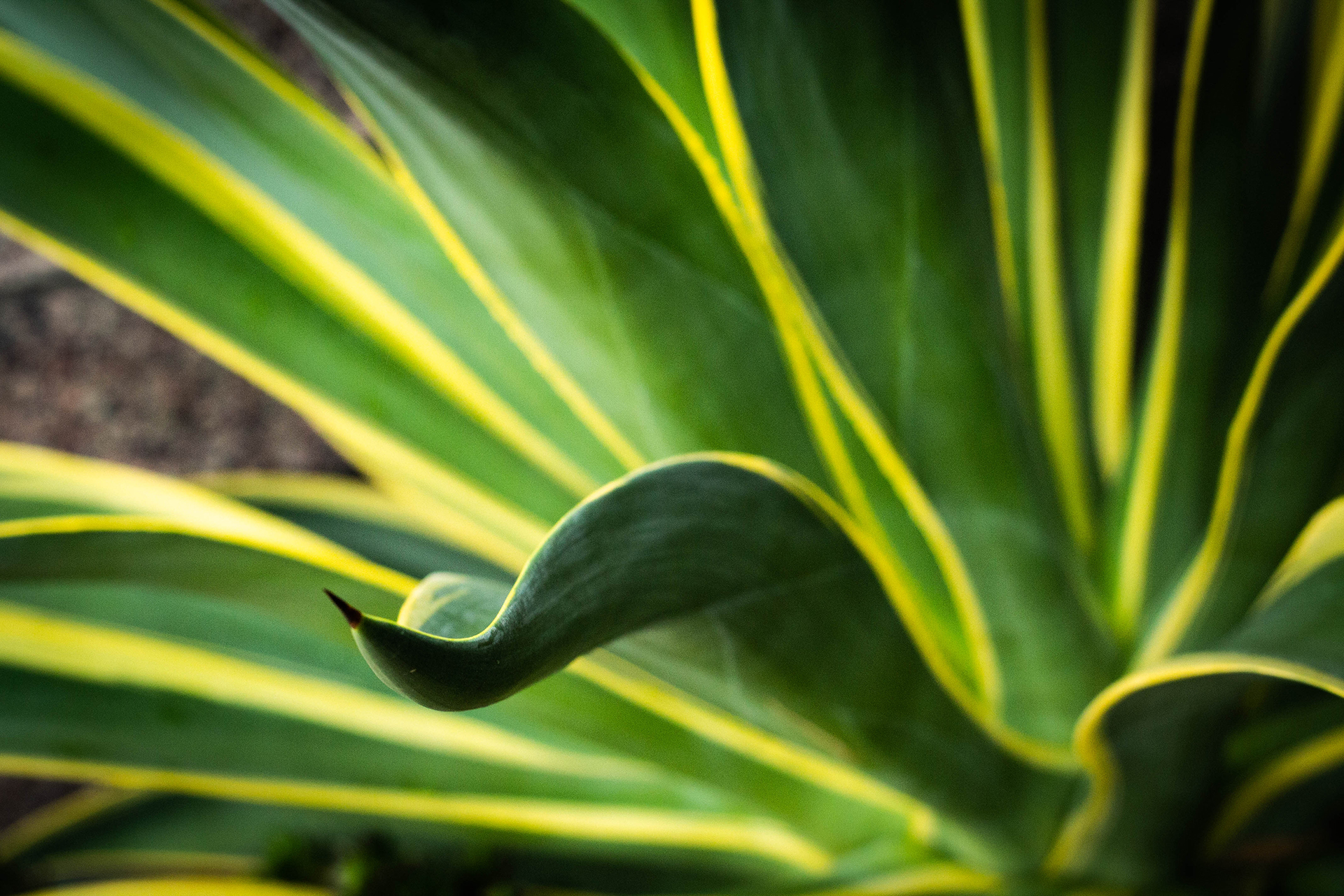 succulent.png
