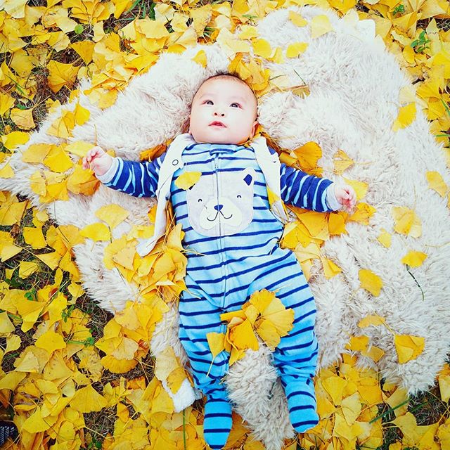 my son with ginkgo leaf
#autumn #ginkgo #tree #leaf #babyboy #cute #infant